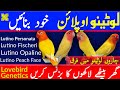 Produce Lutino Opaline Video #3 | Difference in All Lutino Lovebirds | لٹینو اوپلائن بنانے کا طریقہ