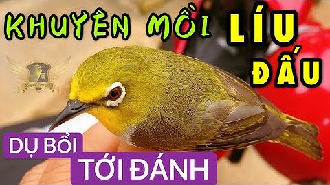 Tiếng Khuyên Mồi Líu Dụ Bổi - Nghe Là Tới Đánh | KTB