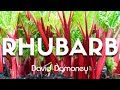 How to Grow and Harvest Rhubarb