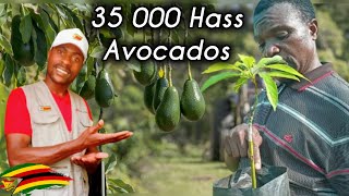 Inside $Million Avocado Farm: 35,000 Hass Trees Planted!