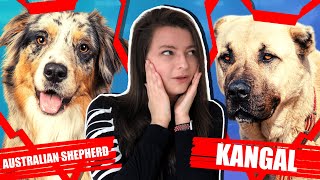 AUSTRALIAN SHEPHERD VS KANGAL