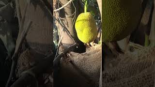 jackfruit Tree#village