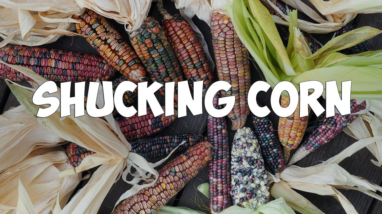 Shucking Corn