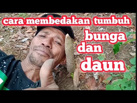 Video: Perbedaan Antara Tunas Dan Formasi Spora