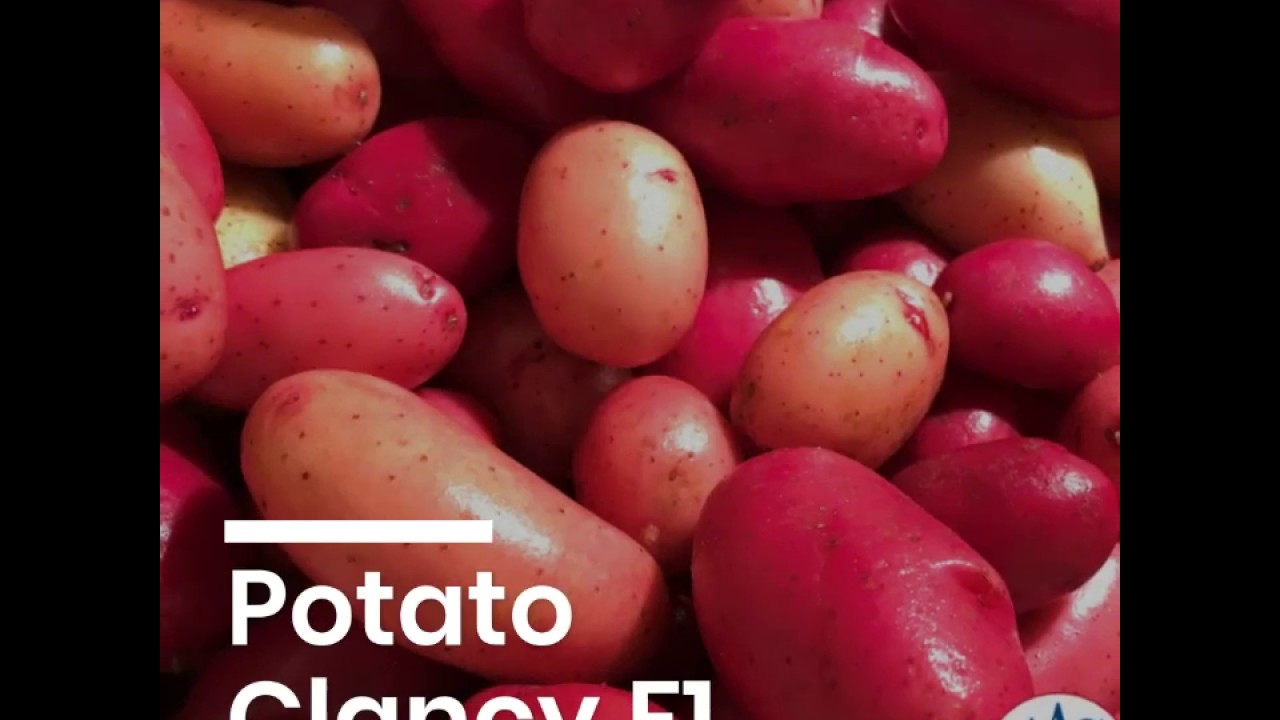 Potato Clancy F1 - Grow Your Own Potatoes From Seed