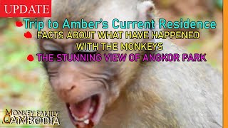 Revealing Truth What Have Happened to Button or the Other Monkeys in Angkor Park