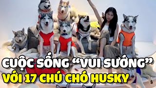 Cuộc sống vui sướng của gia đình khi chung sống với 17 chú chó Husky  | Yêu Lu Official