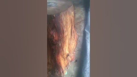 Gốc cẩm chỉ krôngpa đặc tịt rác tươi 68kg vân veo cực víp đục tiện làm đôn đều OK giá lh0338918991