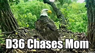 Decorah Eagles- The Chase For Fish- D36 \& Mom