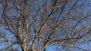 Walnut Tree Too Close to Power Lines and Garage – Safe Arborist Removal @ArboristRomny 
