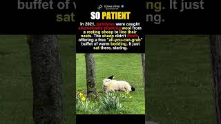 The Most Patient Sheep in History