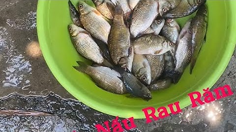 Cá Diếc Nấu râu răm, Món cá bổ dưỡng tăng cường sức khoẻ cho ngày mưa