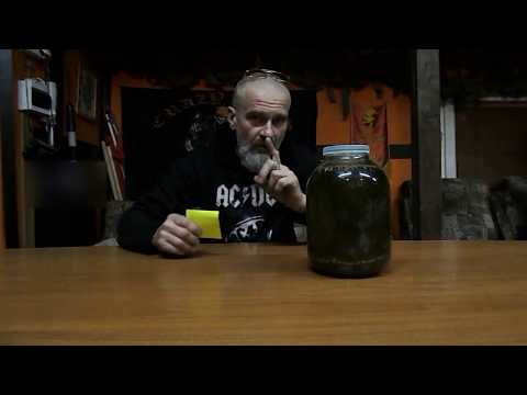 Vidéo: Absinthe (Artemisia Abrotanum)