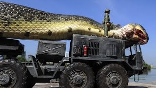 Giant Anaconda   World's longest snake found in Amazon River