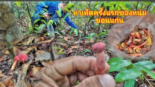 เก็บเห็ดแย่งกันจนป่าปืน#เห็ดผึ้งขาแดง#คนเก็บเห็ด #วิถีของคนอีสาน@channel9795 @baobungkan