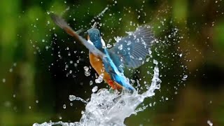 Menakjubkan 'Kingfisher'🕊️ Status whatsapp burung Vedio 🕊️ | oleh ????
