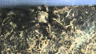Feeding My Skeleton Tarantula Crickets And Setup / Housing (HD 720p)