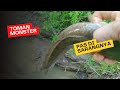 NYETRUM ikan di hutan Papua banyak ikan di lubang kayu ini#viral