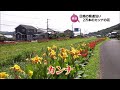 500mに約2万本 カンナの花が日南市の県道沿いで見ごろに