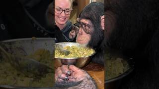 Angada Tara & Vānara #dinner #dinnertime #chimp #chimpanzee #ape #monkey