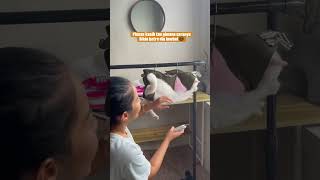 #catlovers#videoshorts #shortsvideo #kucinglucu #catlovers #chlowie