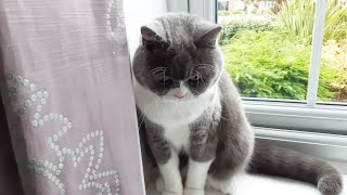 Where's the window? Cat trying to find the window. by Furry Friend Coco 1,967 views 3 years ago 51 seconds