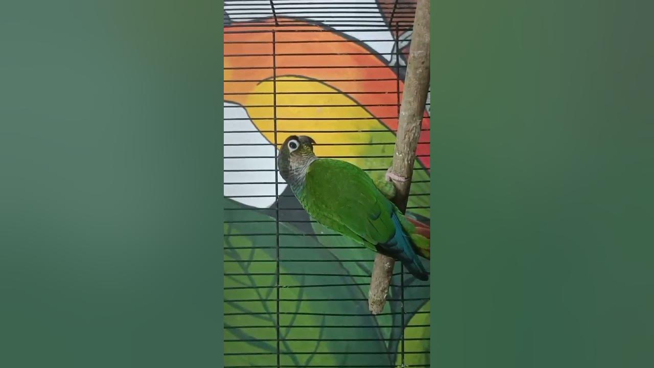 Yellow side pineapple conure breeding pair 2YEAR PRICE 4800 PH