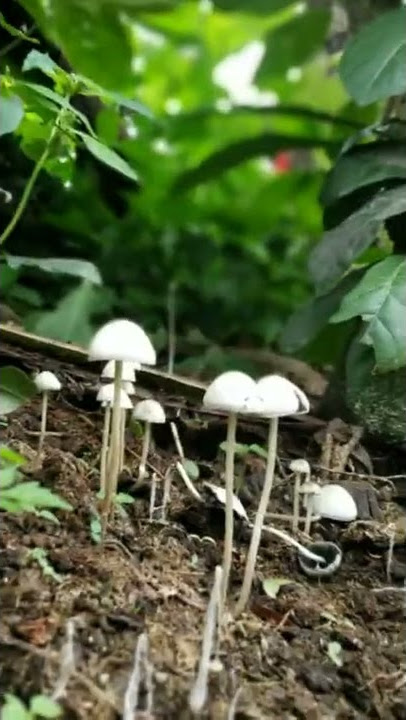 story pecinta jamur