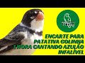 ENCARTE PARA PATATIVA GOLINHA CANTAR AZULÃO E DETONAR