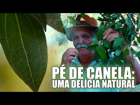 Vídeo: Como a canela cresce na natureza?