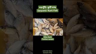 সরপুঁটি মাছ/Sarpunti Fish shortsfeed shorts short fish deshifishing localfish মাছ মাছেরভিডিও
