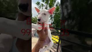 Bull Terrier Puppy For Sale Chennai Madurai Coimbatore Pondicherry Salem Erode Tripur Tamil Nadu Ind