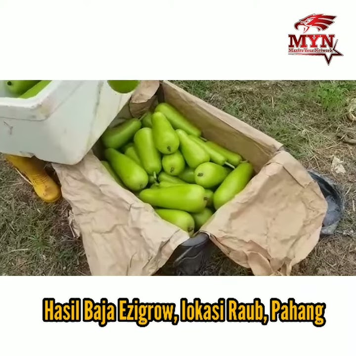 Hasil labu mengunakan ezigrow