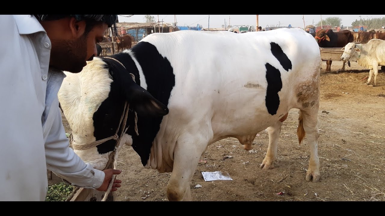 Australian Friesian Cows and Bulls in Lahore Shahpur Maweshi Mandi dairy farm jobs