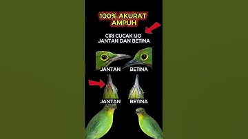ciri ciri cucak ijo jantan dan betina 100% akurat #cucakijo
