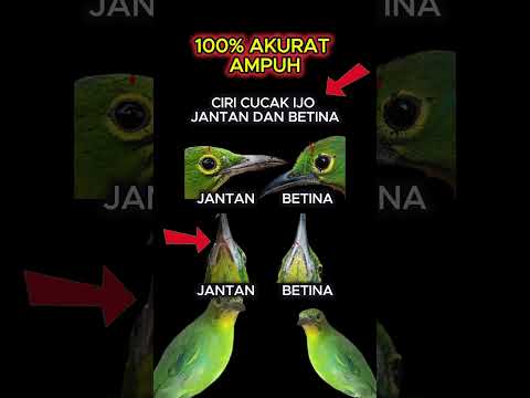 ciri ciri cucak ijo jantan dan betina 100% akurat #cucakijo