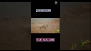 الشاعر صالح الفرحان  ها ها يدكن حافرهن ويردن  لابل ميه ولا ميتين