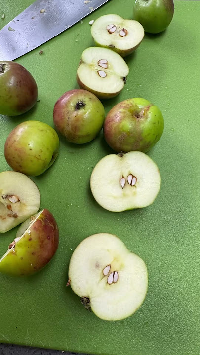 Short #40 - It’s Crab Apple Jelly Time #wildfood #crabapple #foraging #natureslarder