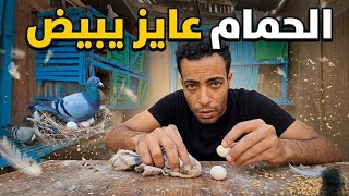 الحمام هيبيض 😲 يوم متعب عند الحمام pigeon
