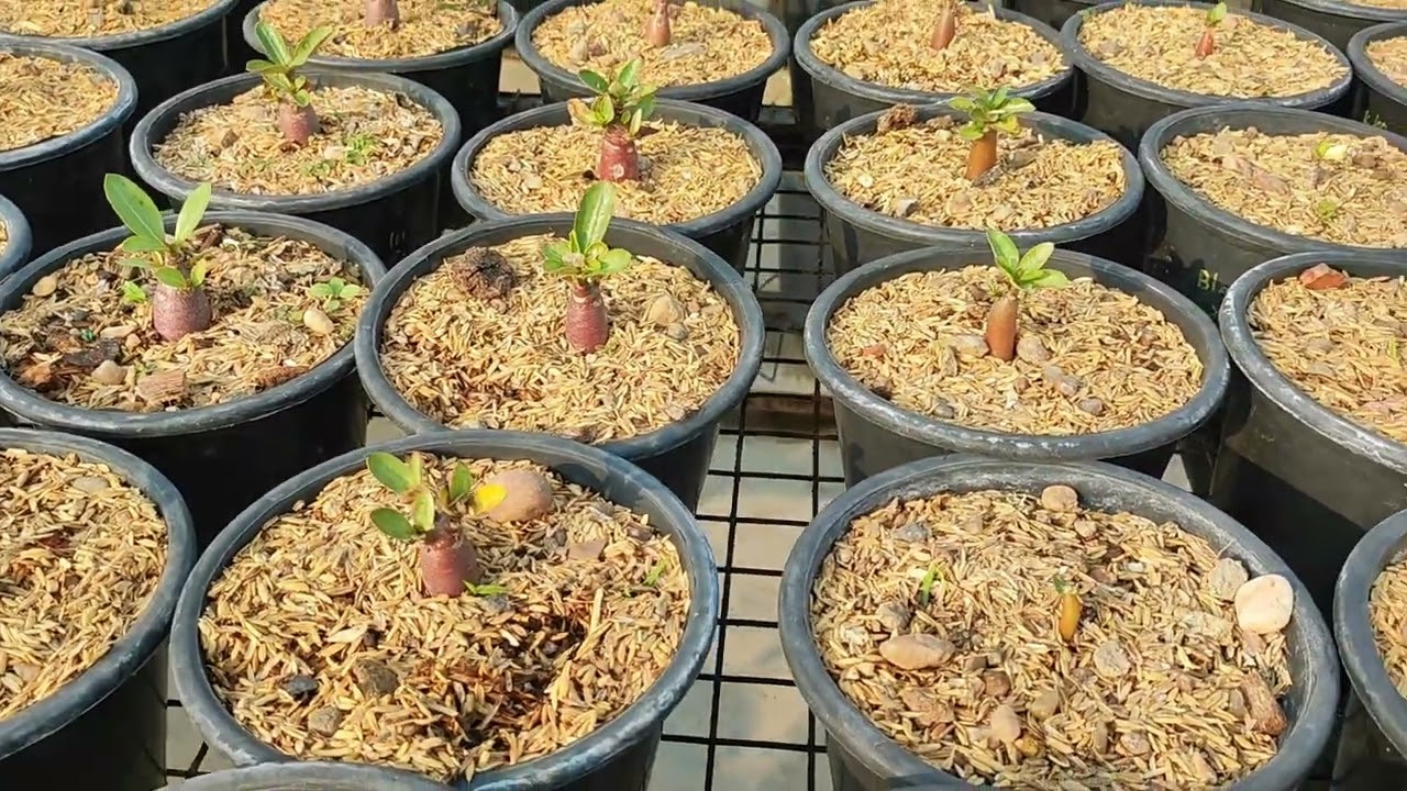 कैसे बनायें अडेनियम सिडलिंग रिपोटिंग मीडिया | Potting mix for repotting of Adenium Seedlings