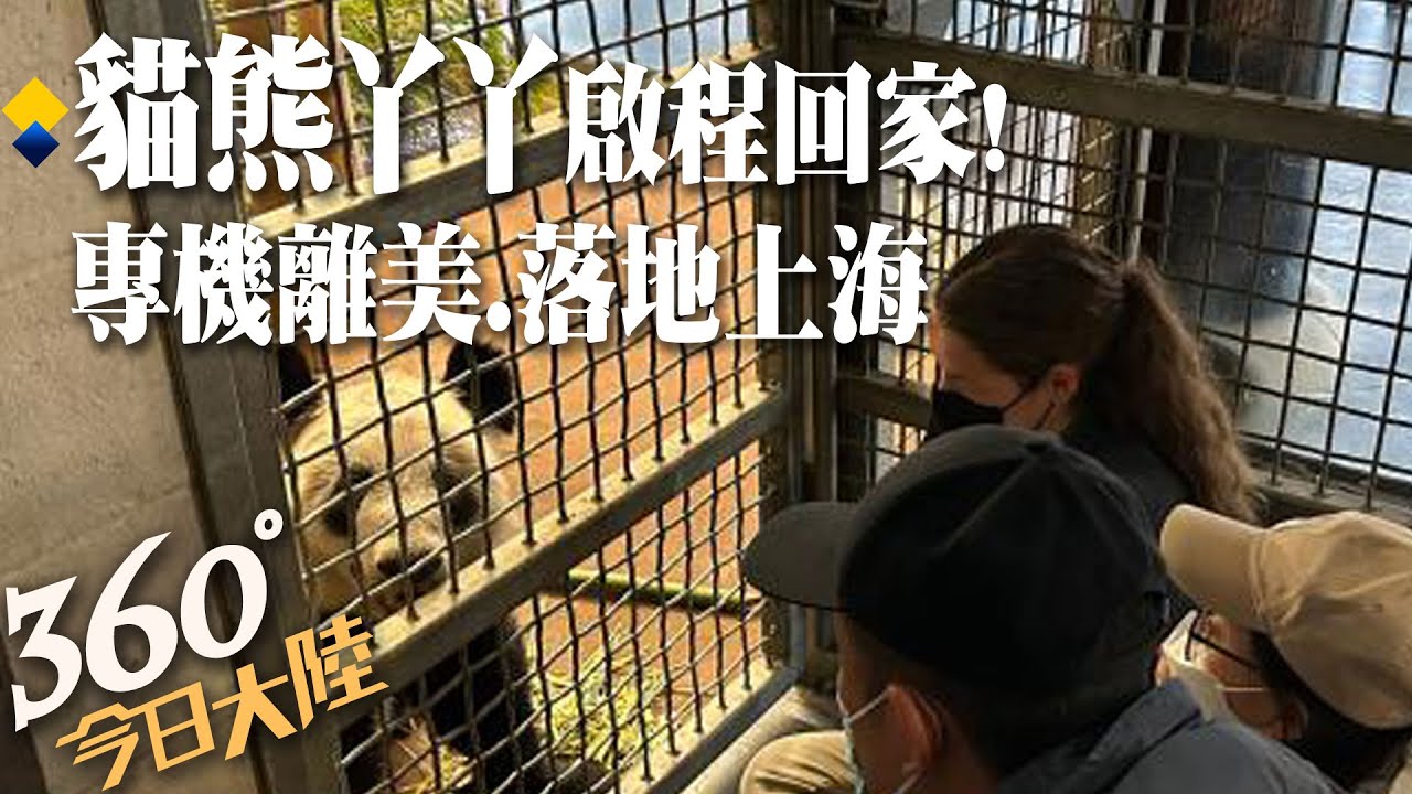 回家了!旅美20年貓熊丫丫啟程離開美國 專機運送踏上回家路 今落地上海【360°今日大陸】20230427 @全球大視野Global_Vision