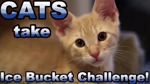 Cats take the ICE BUCKET CHALLENGE! Kind of...