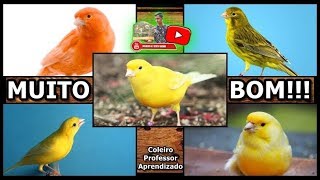 Canário Baderna de Para Esquentar Seus Canários!!!  Coleiro Professor Aprendizado