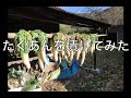 【野菜】田舎に移住してたくあん漬けてみた【加工】