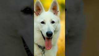 Ojo: Así detectas si tu perro tiene un golpe de calor