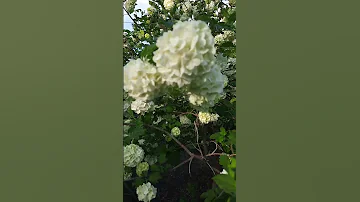 Весна у прохожих на устах 