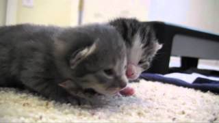 Kittens update (1 week old)