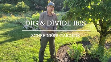 Dig and Divide Iris with Schreiners Gardens