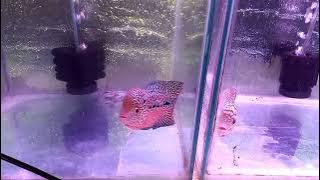 Review Harga Ikan Louhan bulan Januari 2024 di Harvey Louhan part1