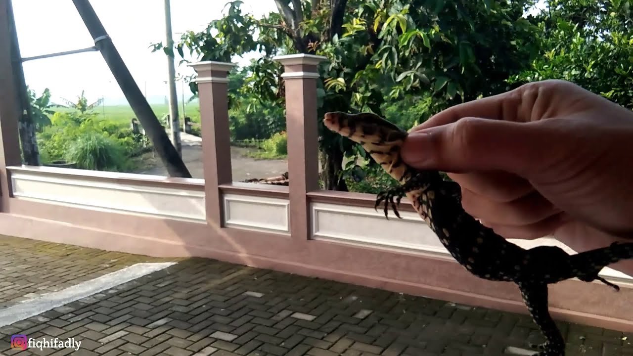 Arti Rumah Dimasuki Biawak